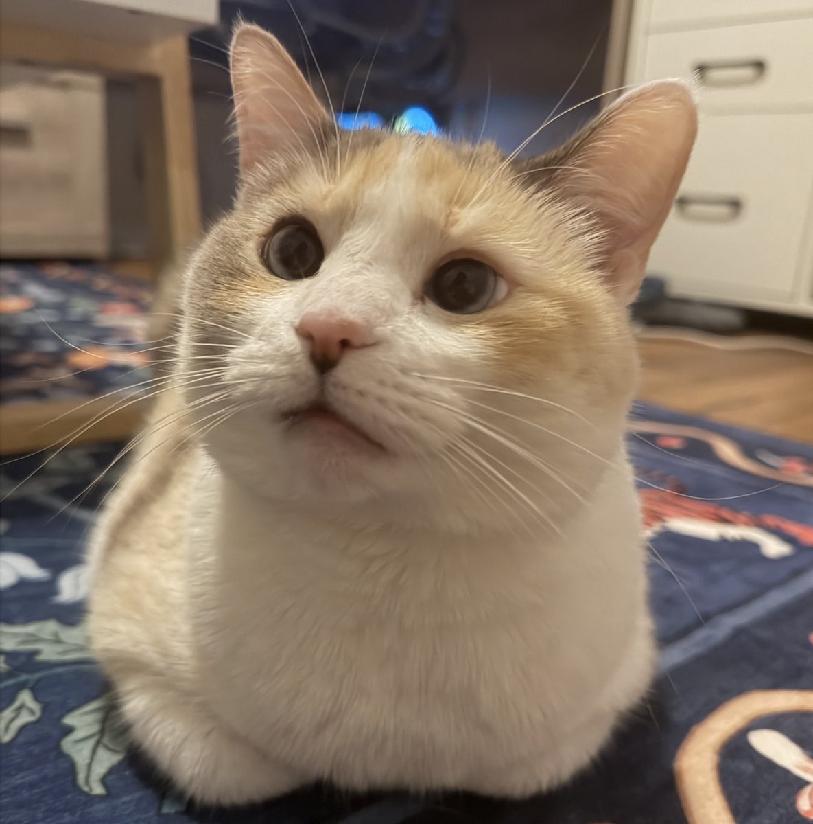 Pet rent is so silly how is she supposed to pay $50 per month she doesn’t even have thumbs