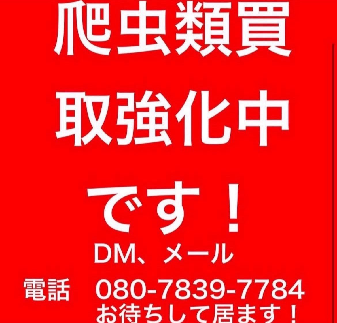 peach_chan_8's tweet photo. 爬虫類の買取強化中です！
全国対応しております！
DM等でお問い合わせください！ https://t.co/w88qkPkma9