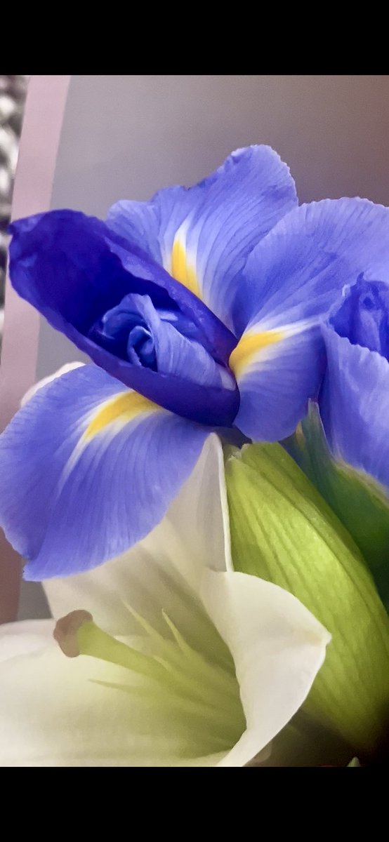 It wasn’t sadness. It was love with no place to land.. #TuesdayBlue