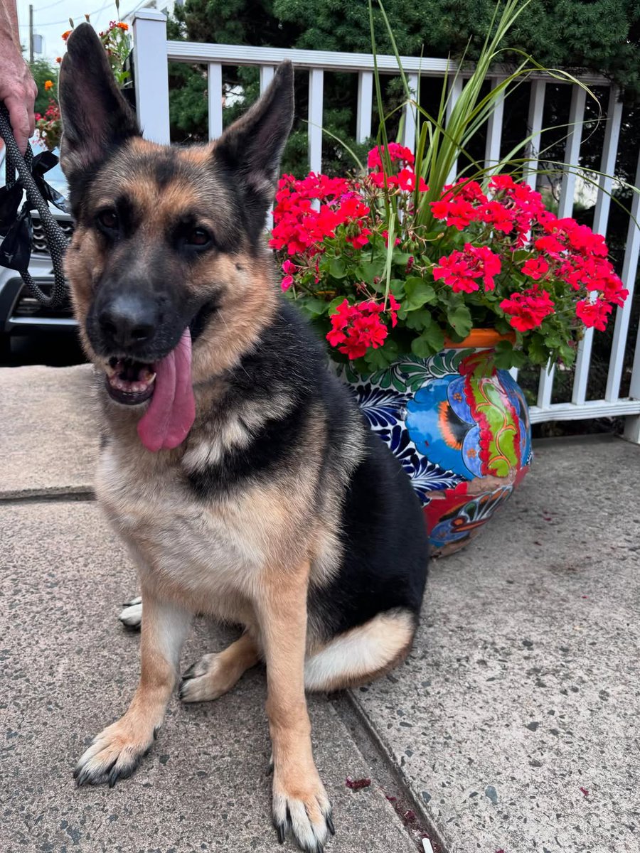 JamieFairc29036's tweet photo. Perfect shoot ❤️❤️
#LovesMyGSD #CleverCanine #GermanShepherdMagic #GSDFanClub #Doggo #GermanShepherdusaloverrr https://t.co/eKnJx72MAw