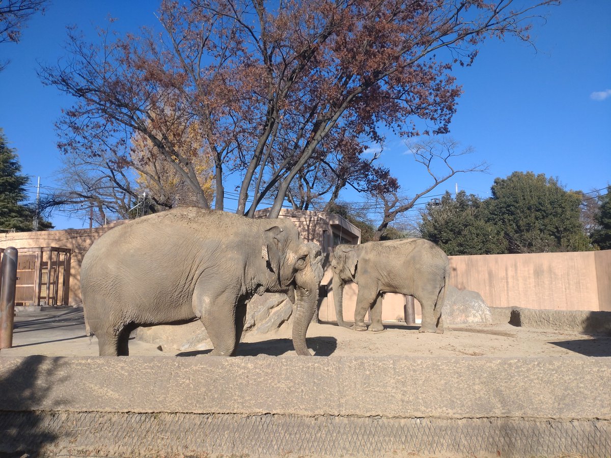 本日、45回目の誕生日を迎えたアジアゾウのスズコ（写真は手前）です。長らくかみね動物園でアジアゾウの魅力を皆様に発揮してくれています。これからもミネコと仲良く、健やかに過ごしてね。＃かみね動物園