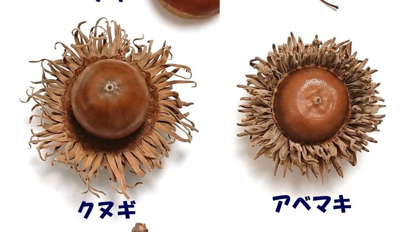 ♡どんぐり様ご確認♡ どんぐり