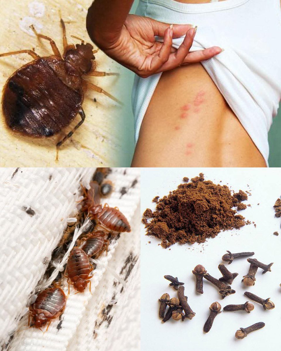 Herbalisque's tweet photo. THE HIDDEN POWER OF CLOVES AGAINST BED BUGS

Many people overlook cloves as a household tool, yet this simple spice carries potent properties that can help manage bed bug infestations. Cloves have been part of traditional herbal practice for centuries, valued for their strong aroma, natural oils, and antimicrobial qualities. When used correctly, they act as a supportive measure in repelling bed bugs and keeping sleeping spaces fresher and more hygienic.

Cloves contain a compound known as eugenol, a natural oil with a powerful scent and cleansing action. Bed bugs dislike strong aromatic environments, and clove-based preparations help disrupt their comfort zones. 

Here is how cloves can support a cleaner, safer sleeping environment:

1. Natural repellent
The intense aroma of cloves helps create an environment that bed bugs find uncomfortable, reducing their movement around treated areas.

2. Supports better hygiene
Clove oil and clove-infused water help cleanse surfaces and fabrics, making them less attractive to pests.

3. Useful in mattress and bedding refresh
Sprinkling clove powder in small sachets and placing them near mattress edges helps maintain a fresh and pest-resistant space.

4. Helps reduce pest activity in hiding spots
Clove-infused solutions can be applied to cracks, corners, and bed frames to discourage hidden colonies.

5. Works well with other natural herbs
Cloves combine effectively with herbs such as lavender, mint, and neem to strengthen overall pest management.

Cloves are not a miracle cure for bed bugs, but they offer a gentle herbal aid that supports regular cleaning and inspection. When used consistently, this humble spice becomes a valuable companion in maintaining a healthier and more peaceful sleeping environment.