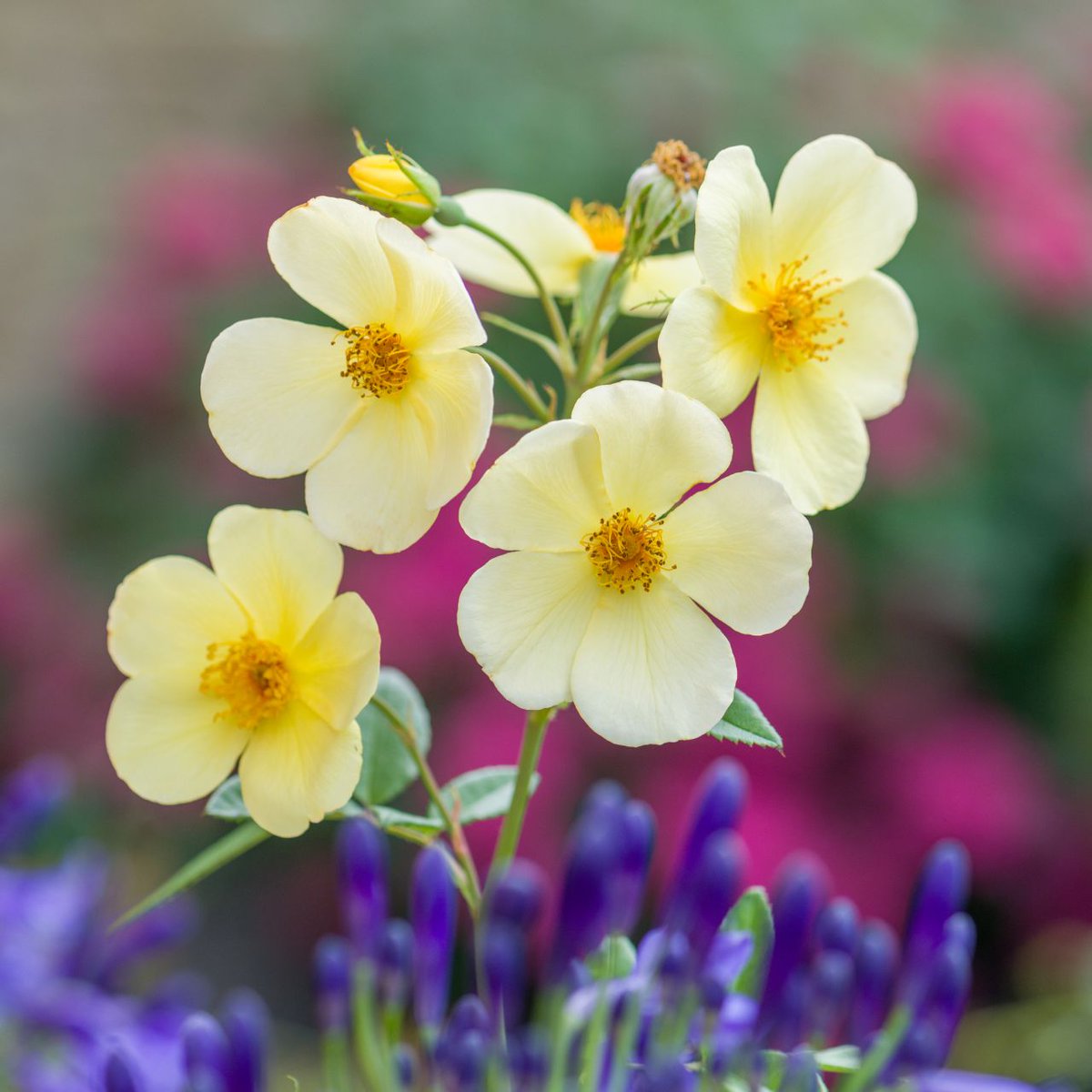 トッタリング・バイ・ジェントリー - Tottering-by-Gently (Auscartoon