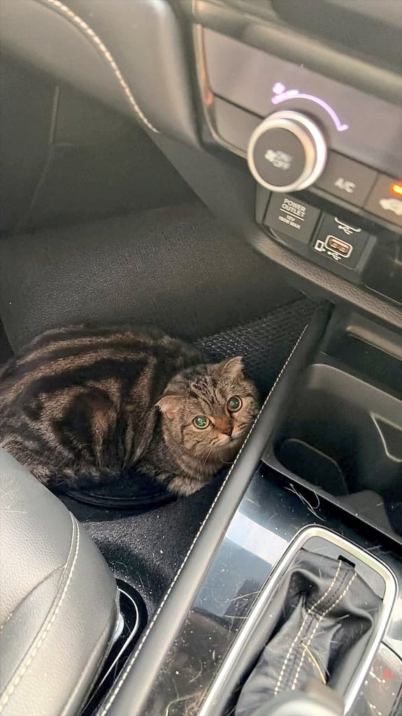 Mencari owner kucing Marble Scottish Fold yang kemungkinan jatuh dari kereta di Highway LKSA.

Moga tuannya nampak post ni.. 🙏🏻

📸 Kredit FB