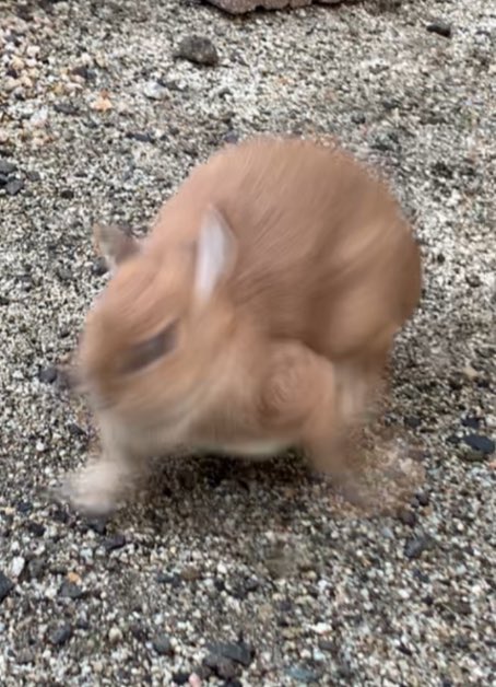 うさ男（お） (@papanikki1) / Posts / X