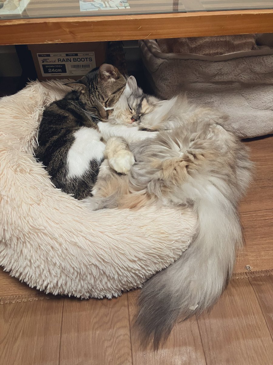 猫カフェ猫茶家☆日曜日のみ営業 (@nekochaya) / Posts / X