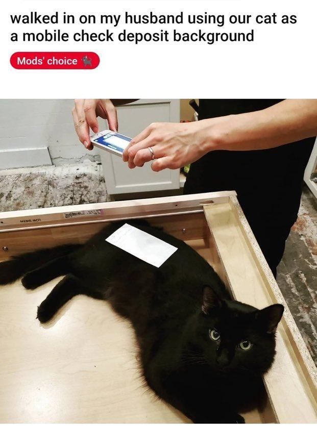 cats who share one braincell (@catbraincell) on Twitter photo 