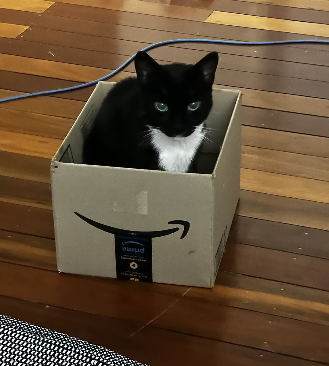 CUTEST PACKAGE EVERRRR!!! 😍🐈‍⬛📦
Handle with care, very fragile 💕
•
•
•
#cat #cutecat #pets #catlife #cute #cats #animals