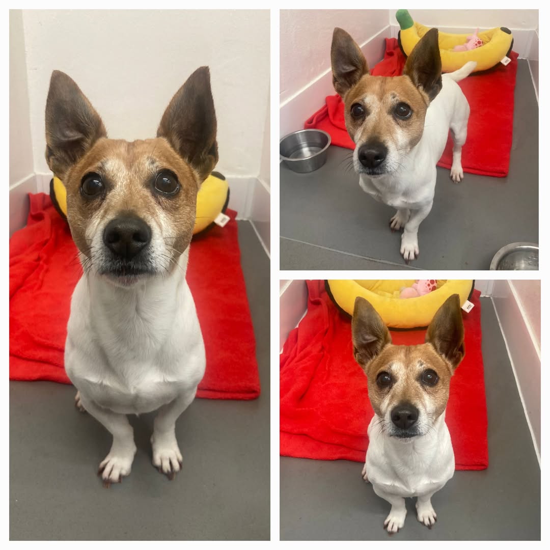 AdoptionsUk's tweet photo. Please retweet, URGENT - EUTHANASIA - BOOKED TO BE KILLED 12TH DECEMBER 2025💔💔💔 #LIVERPOOL #UK 
Ebenezer is at risk, he is stuck in a #Merseyside vets as he was handed in as a stray but the finders details was not correct so the dog wardens can't collect him. He is an older male jrt and has been advertised as found and not claimed. The vets can only hold him until Friday. They do not want to pts him and asked for my help to find a rescue space for him. The vets will not release him to the public as they have a policy in place preventing this. I have found him a rescue space with Arthur the lurcher but transport to Fetcher dog rescue (Tunbridge Wells) from Liverpool is £375...we have raise £140 on Arthur's post but are still 235 short...can anyone help? All local rescues have been tried and do not have space.
Please do NOT pay to any other Paypal account but this one: https://t.co/tMR7uaX8nD
Or via bank;
Acc name; Pound Dog Saviours, Acc number; 51216763, Sort code; 30-99-50

Details and contact for more information or to make a donation or Ebenezer below 👇👇👇
https://t.co/m7WoQLgzZI

#dogs #dog #England #Wales #Scotland #aadoptdontshop @KatieAmess @josephpowell @SteveReedMP @AndrewRosindell @thismorning @BBCNews @itvnews @NickFerrariLBC @NickDixonITV @GBNEWS @EamonnHolmes @PatrickChristys