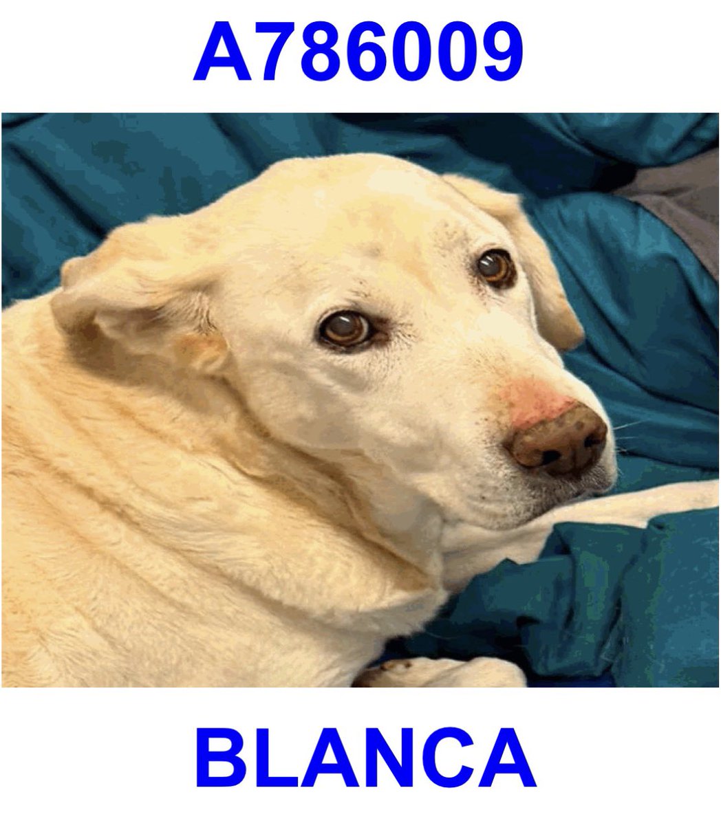 _taysmyoxygen1d's tweet image. 🆘 SENIOR #LABRADOR DOG CAN BE KILLED ANYTIME BY #SANANTONIO ACS #TEXAS‼️ 

BLANCA 🤍#A786009
15yo, 52lb, hw-
⚠️Deadline 12.7 

🚨nervous, overgrown claws, flea dirt but no live fleas, vomits, drooling, difficulty rising but stands, stiffness in pelvic legs
#Adopt #Foster #Pledge