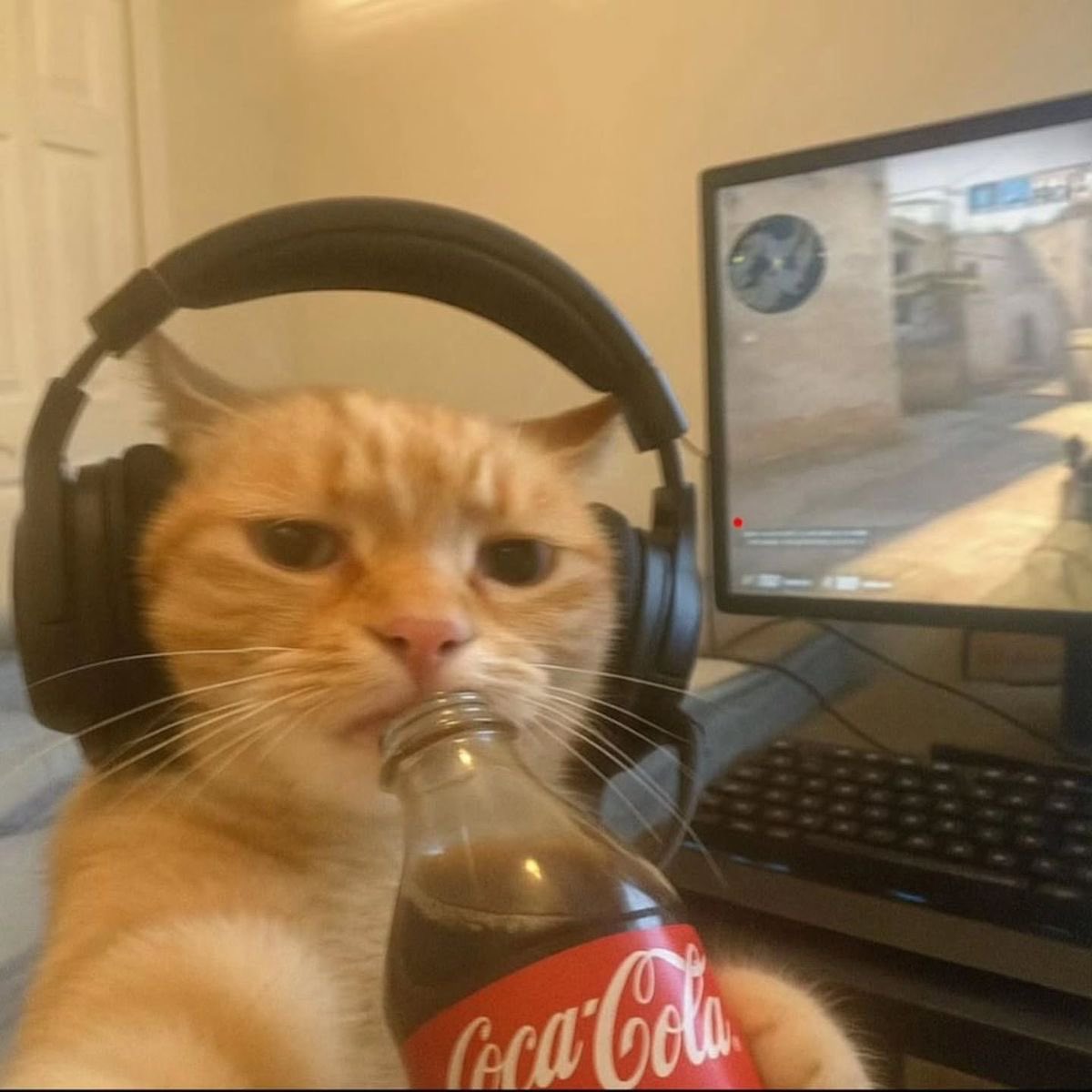Albert. tweet media
