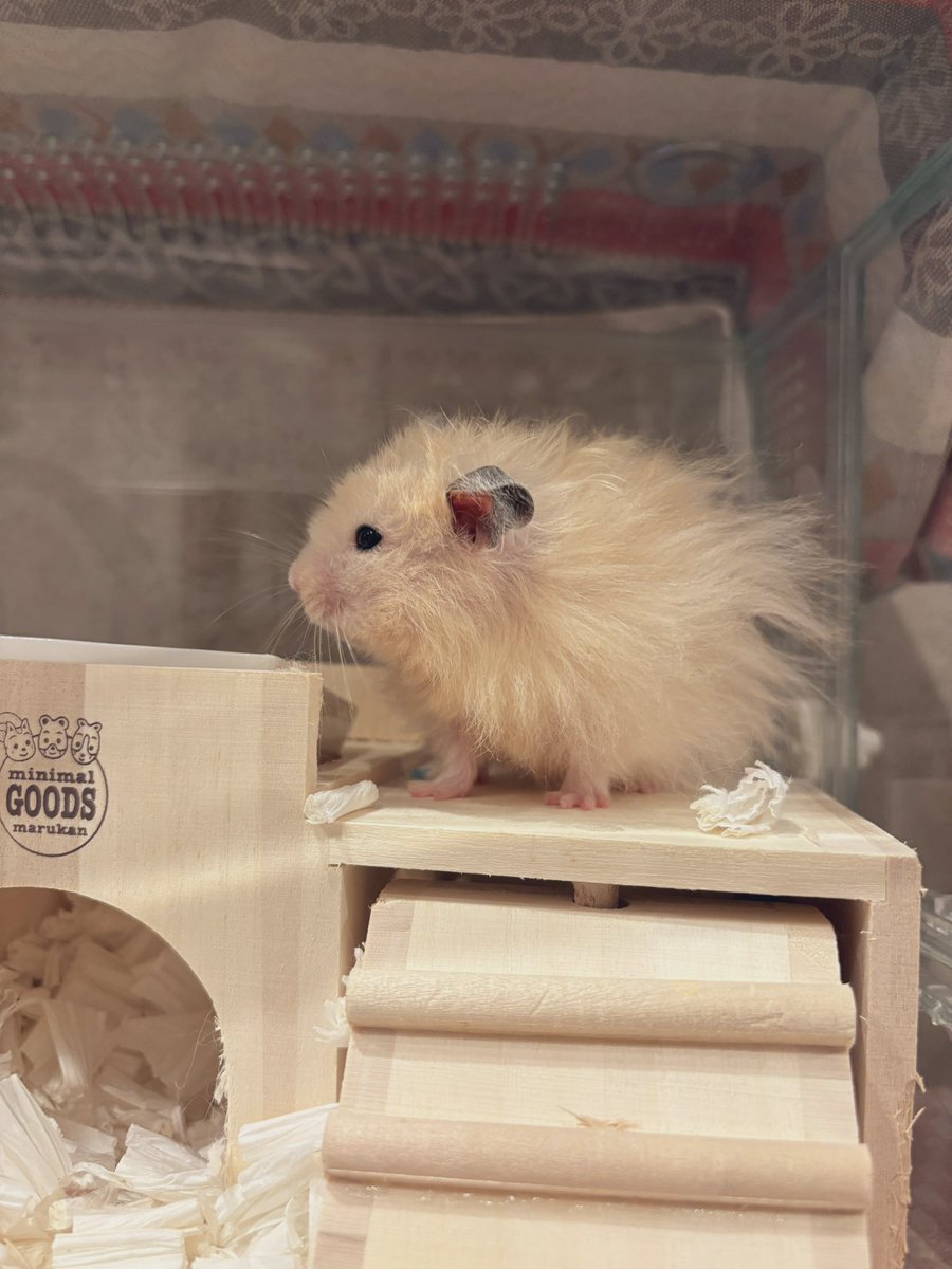 まさにゴールデンハムスターだな〜