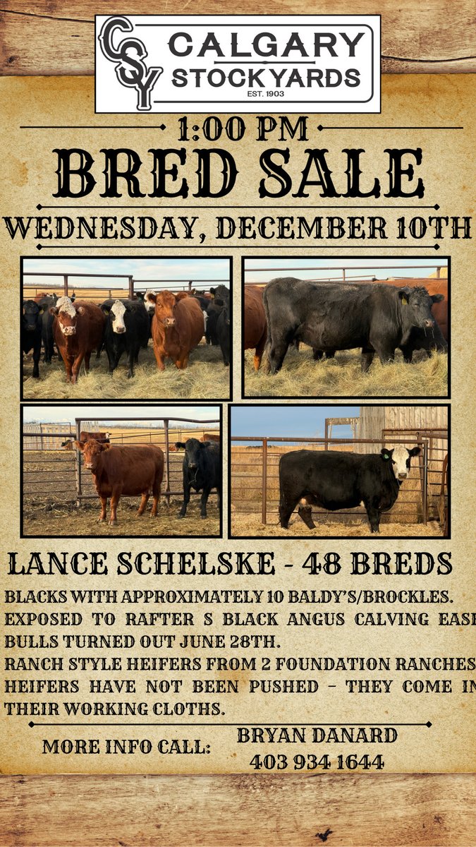 CSYStrathmore's tweet image. Bred Sale, Wednesday, December 10th at 1 PM, 500 Breds! 
Lazy J Cattle Co. Herd Dispersal - 225 Breds
Calberta Farms - 25 Breds
Lance Schelske - 48 Breds
Armstrong Family Ranch, Armstrong B.C. - 95 Breds
Running M Farms - 25 Breds
98 Ranch - 17 Breds
Thurston Bros - 20 Breds