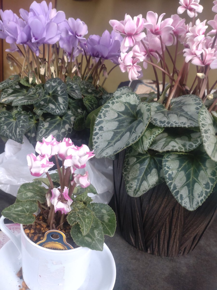 今年は可愛いシクラメンをお迎えしました。幸せな気分です。長く元気で