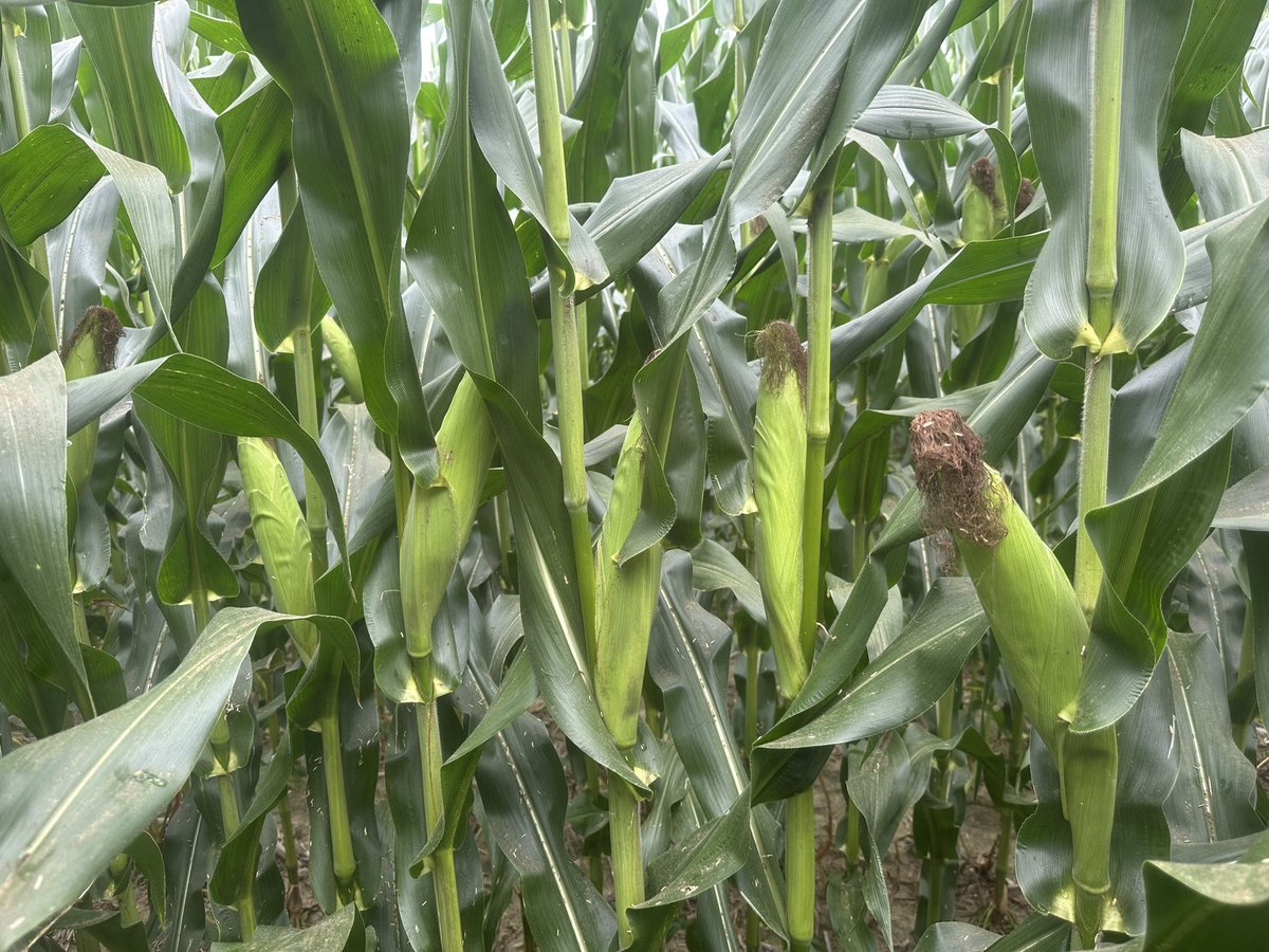 Bodie Kitchel tweet media