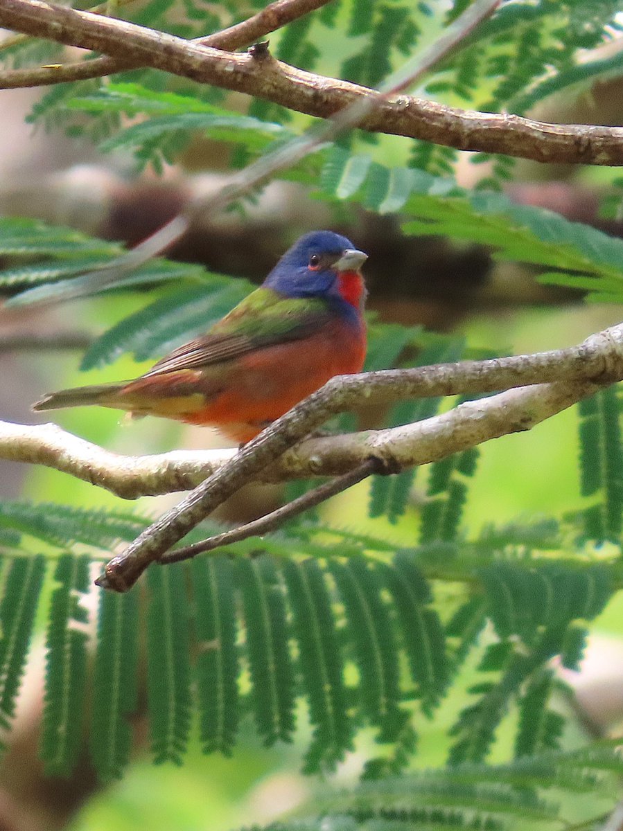 Species: Painted Bunting (Passerina ciris)
Location: Toledo, Belize 🇧🇿
Status in Belize: Winter migrant, more numerous during migration, late Sep-Oct and April to mid-May
Photo📷: Christian Bech
#BirdsofBelize #BirdsSeenIn2025 #birds #BirdsofX #birdwatching