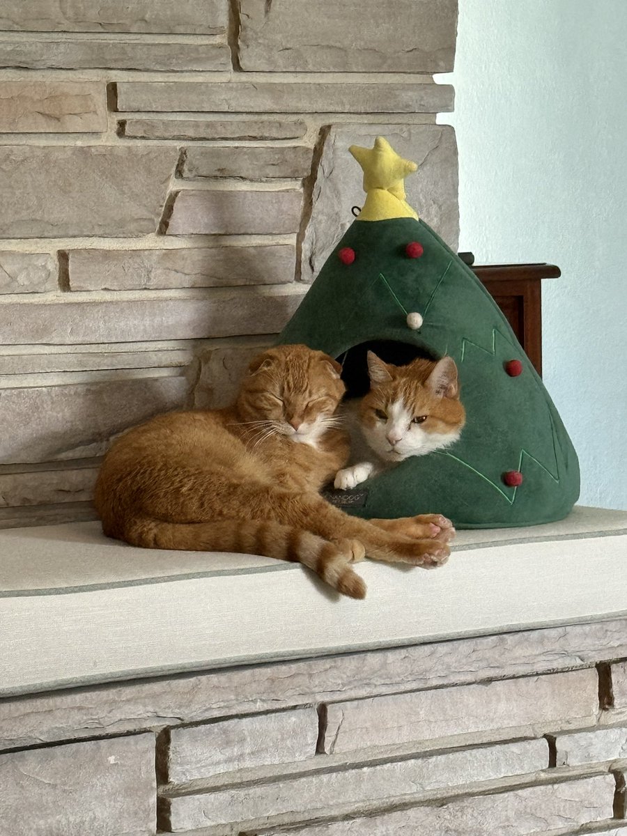 theetherbunny's tweet photo. @StephMillerShow Some Christmas kitties https://t.co/f3fBLJodAV