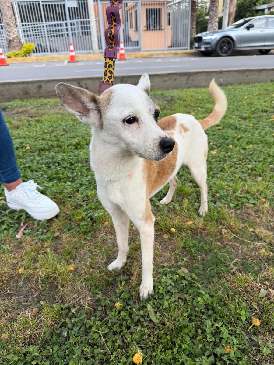 🚨 PERRITA ENCONTRADA 🚨

Se ha encontrado a esta perrita en Guardia Civil, cdra. 12, San Isidro.

Si es tuya o conoces a su familia, por favor comunícate con la Sra. Mary Godenzi al +51 989 048 908.

Difundir, por favor. Ayudemos a que vuelva a casa 🤍🐶