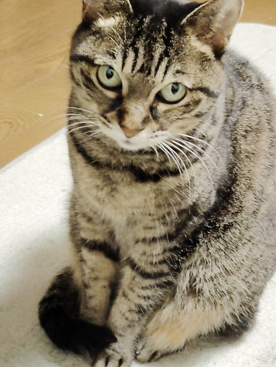 フォロワーの皆さん、ガォー日にゃ〜おはにゃん(⁠ ⁠╹⁠▽⁠╹⁠ ⁠)
昨夜の地震、盛岡でも震度５弱久々に大きく揺れた〜
食器棚は食器がガチャガチャ倒れるかと…
どうしてなのか、父ちゃん思うところ寒くなると、大きな地震が起きる？
皆さんも、気をつけて下さいね〜