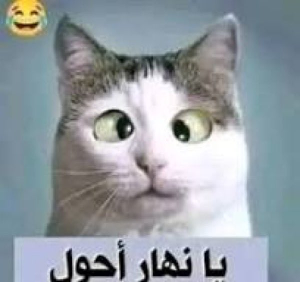 نَاي tweet media