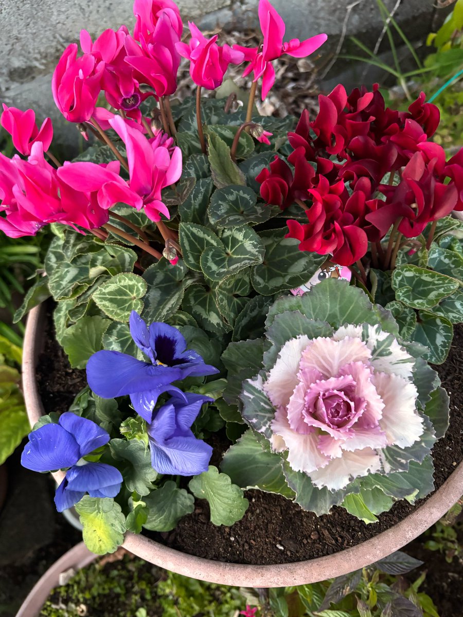 地震大丈夫か？

ってばあちゃんが花の写真送ってきたから癒されたよ。

ありがとう、ばあちゃん。