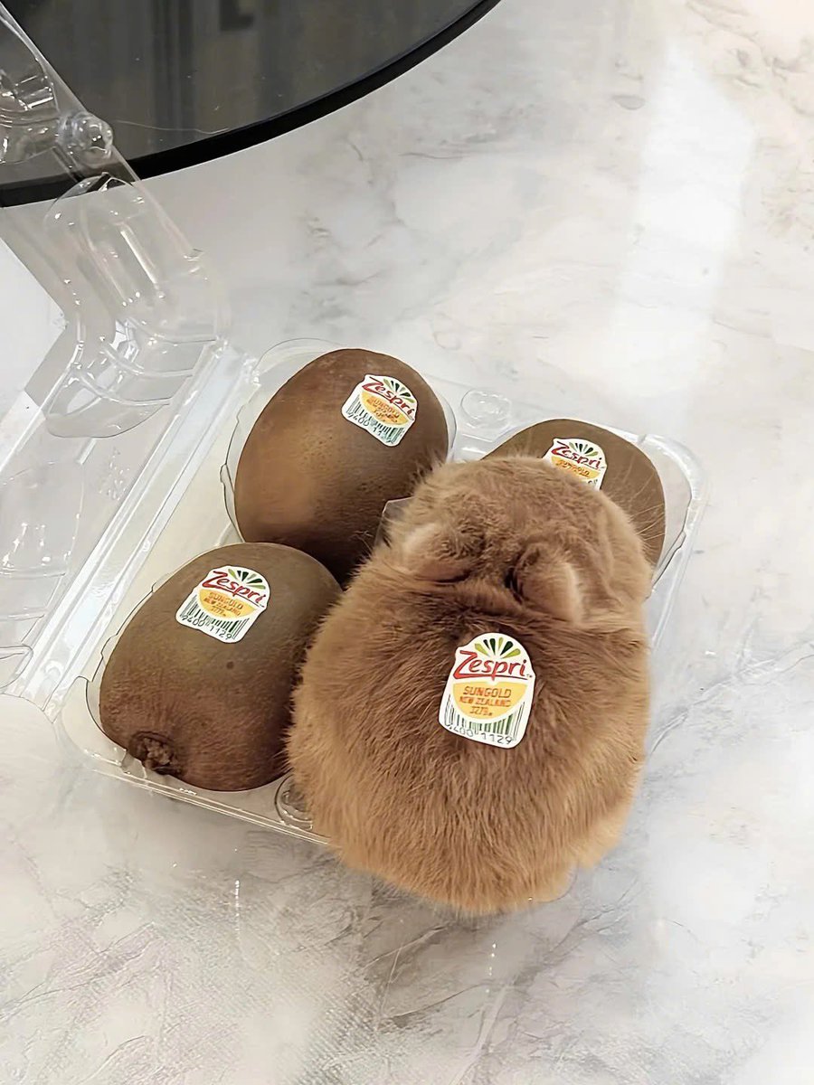 Why you should have a rabbit (@shouldhaverabit) on Twitter photo 