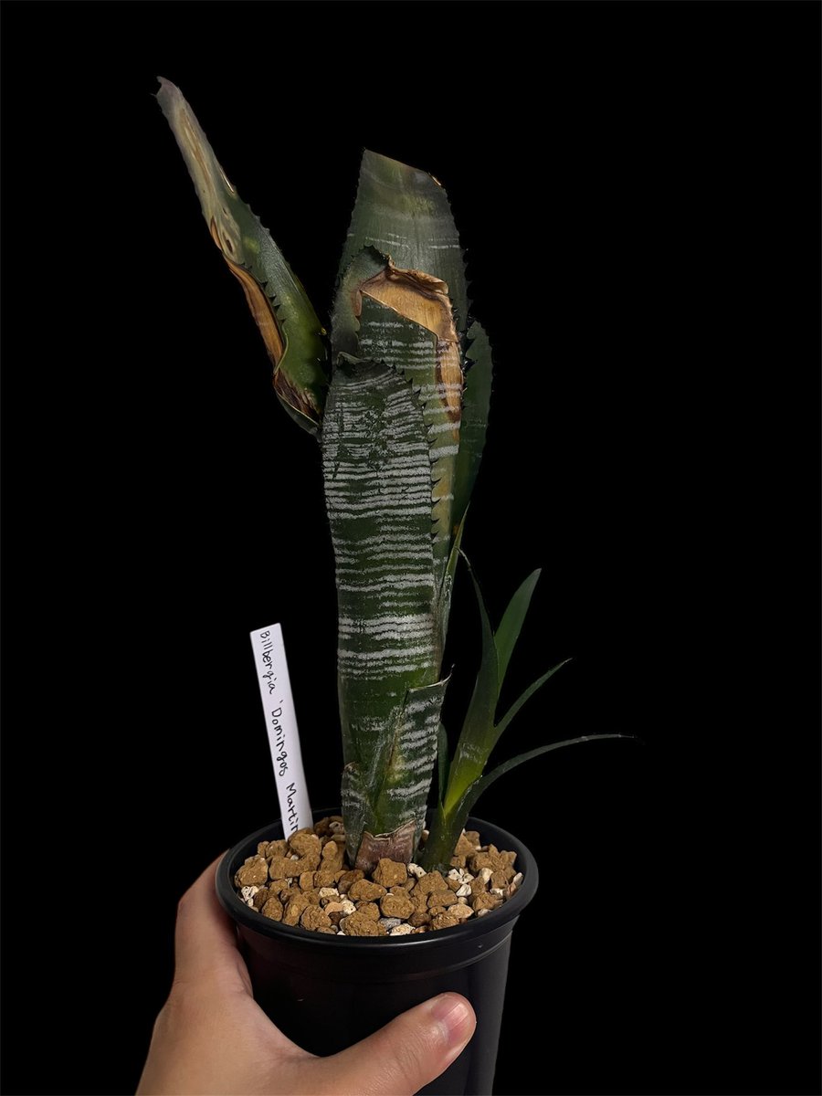 子株外しました！ 元気に育ってくれー あわよくば子株2個目出てこい