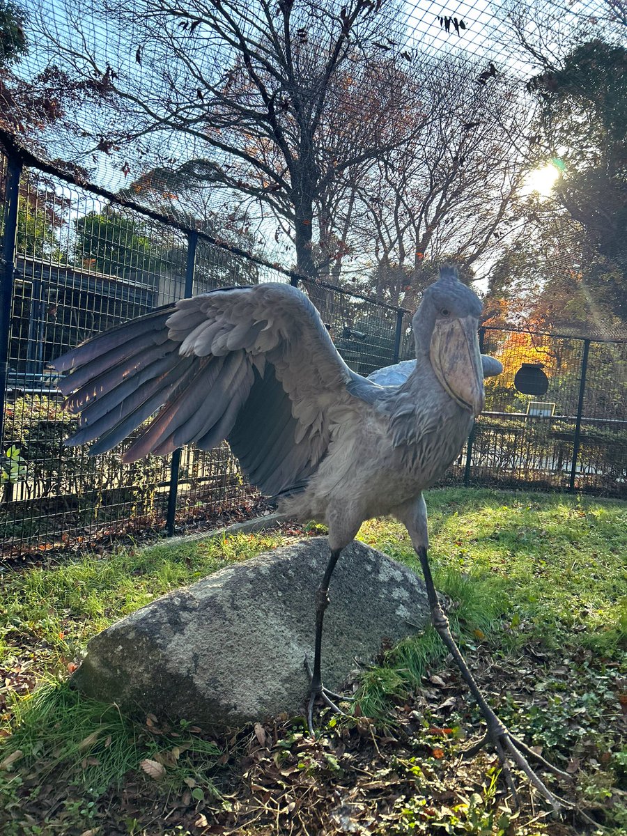 ChibaZoo's tweet photo. じっとが魅せる初冬の朝。後光でより神々しいワンショットになりました。（飼1）#千葉市動物公園 #ハシビ��コウ #shoebill https://t.co/OhHeyBehwZ