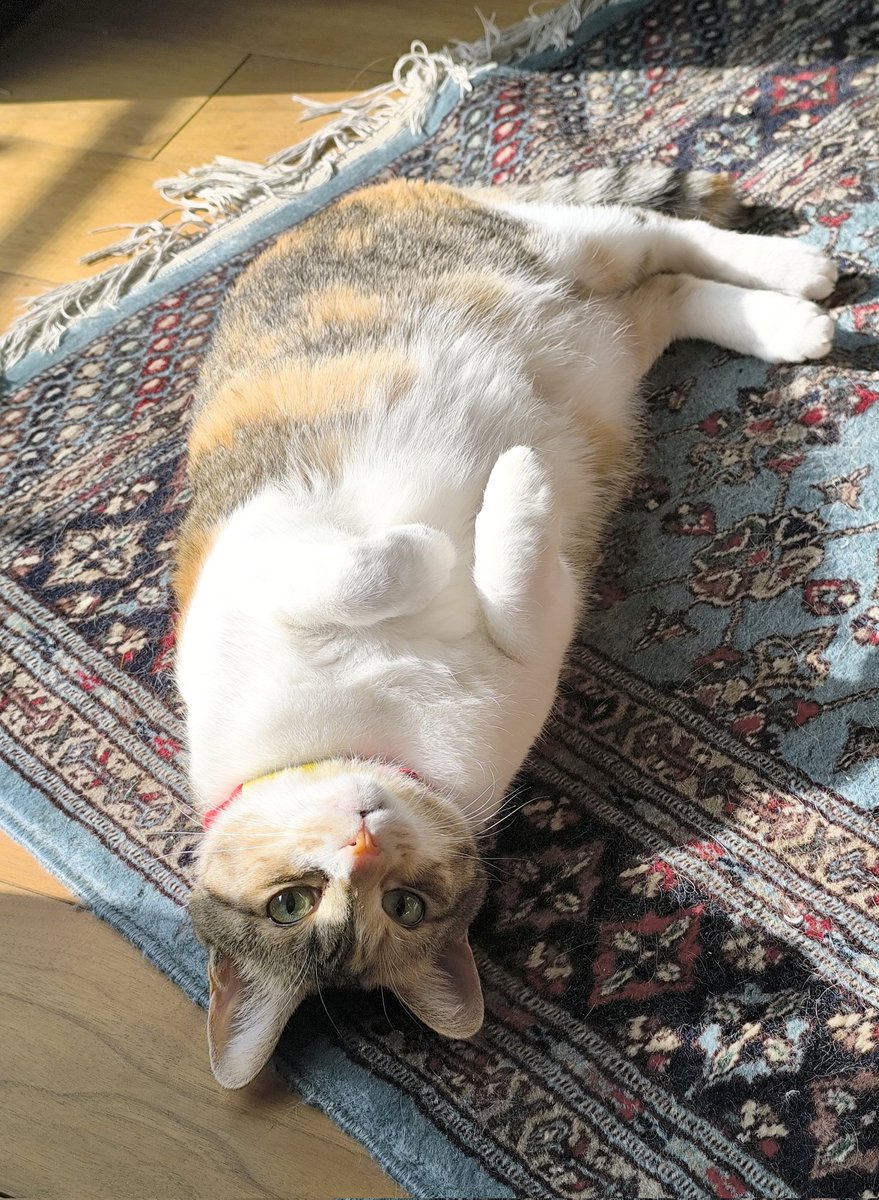 いいあざらししてるね