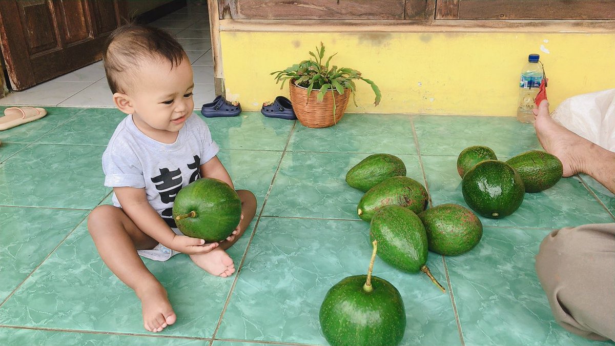 dhnnny's tweet photo. @aMrazing Akuuu. Alpukat segede kepala bayi. Jenisnya ada beberapa, yang jumbo enak pulen ada alpukat pluwang, kendil, miki, dll. Biasanya tiap Senin dikirim ke Bandung dari kebun kakung di kabupaten Semarang😁 https://t.co/kkCyyfEfh1
