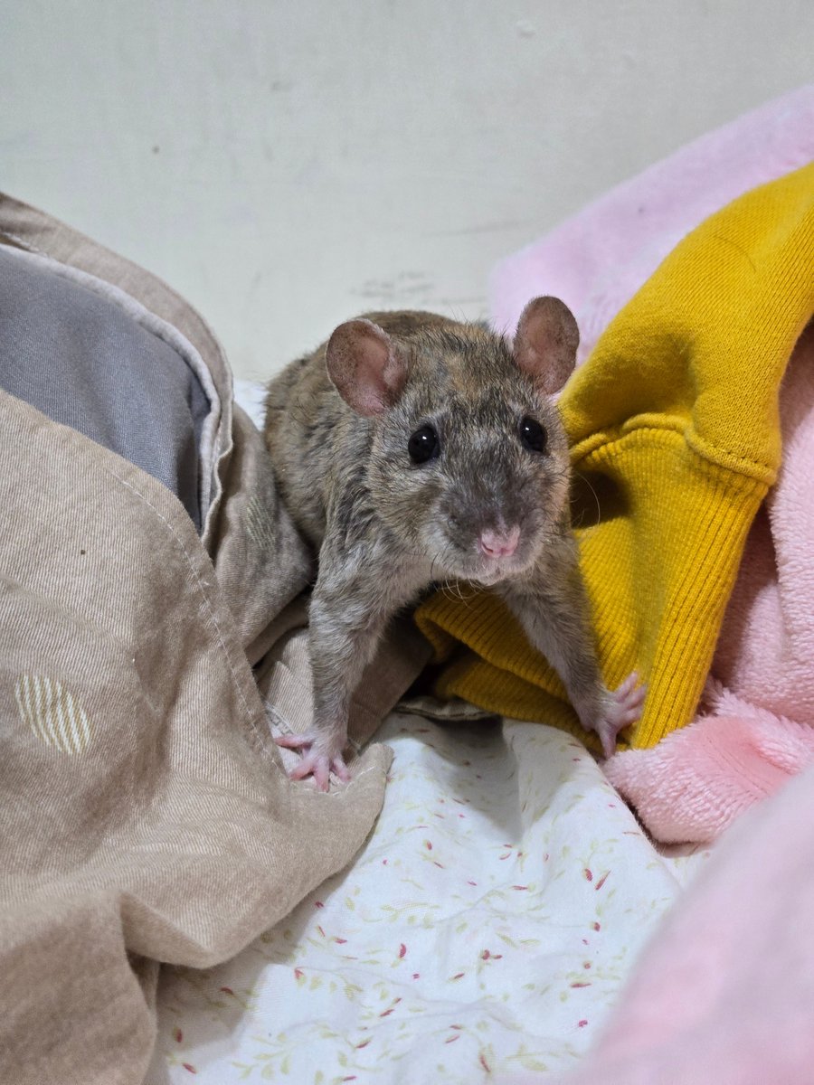 真的可愛到翻天了