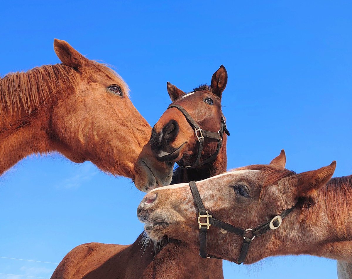 UMAbred　３種セット UMAbred【公式】 (@umabred) / Posts / X