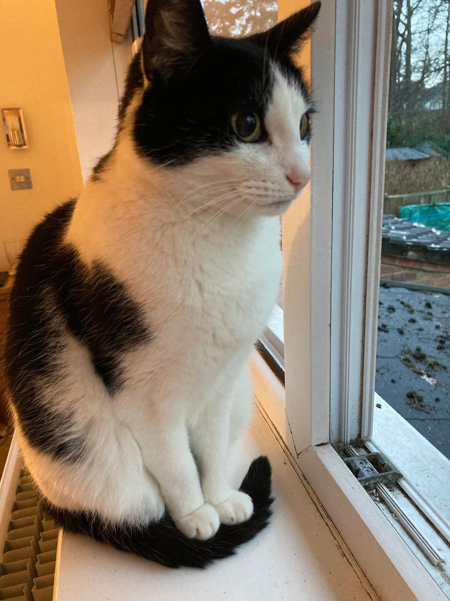 Why you should have a cat tweet media