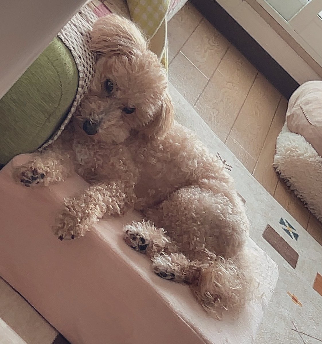 すかぽんたん.@Vtuber (@__Sukapon) / Highlights / X