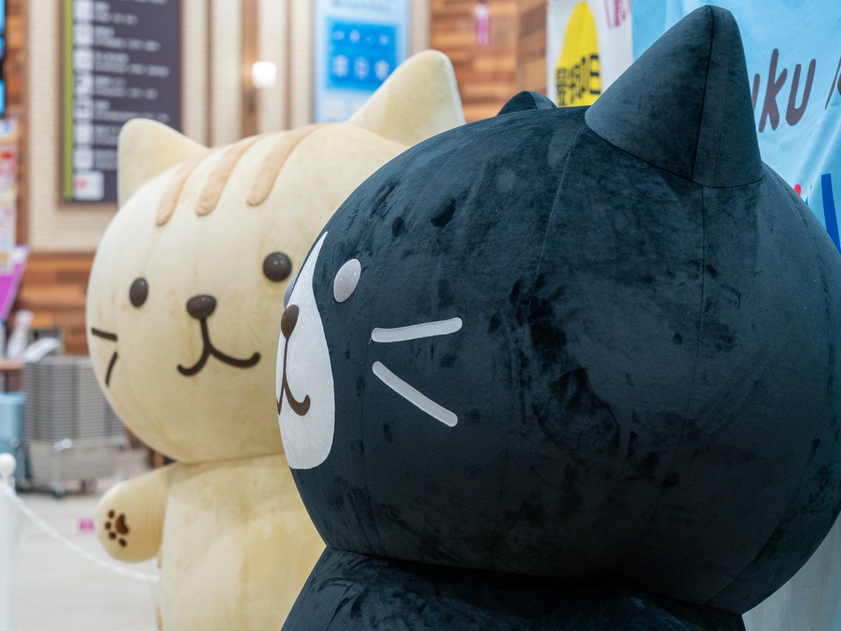 2025.5.4 イオン天王町のグリーティングからキリッとしたクロ助と優しい笑顔のチャチャ丸の写真📸
#ふくふくにゃんこ
#ふくにゃんファンブック