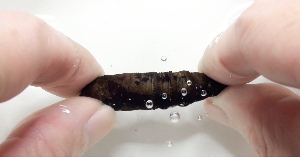 徳田新之助 (@Tokuda_Edo) / Posts / X