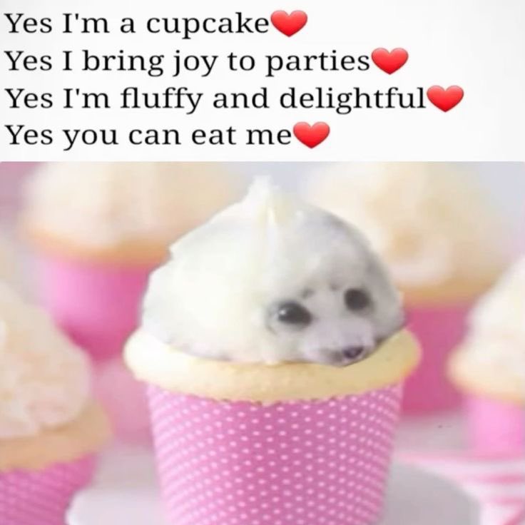 Shady seal facts (@remseals) on Twitter photo 