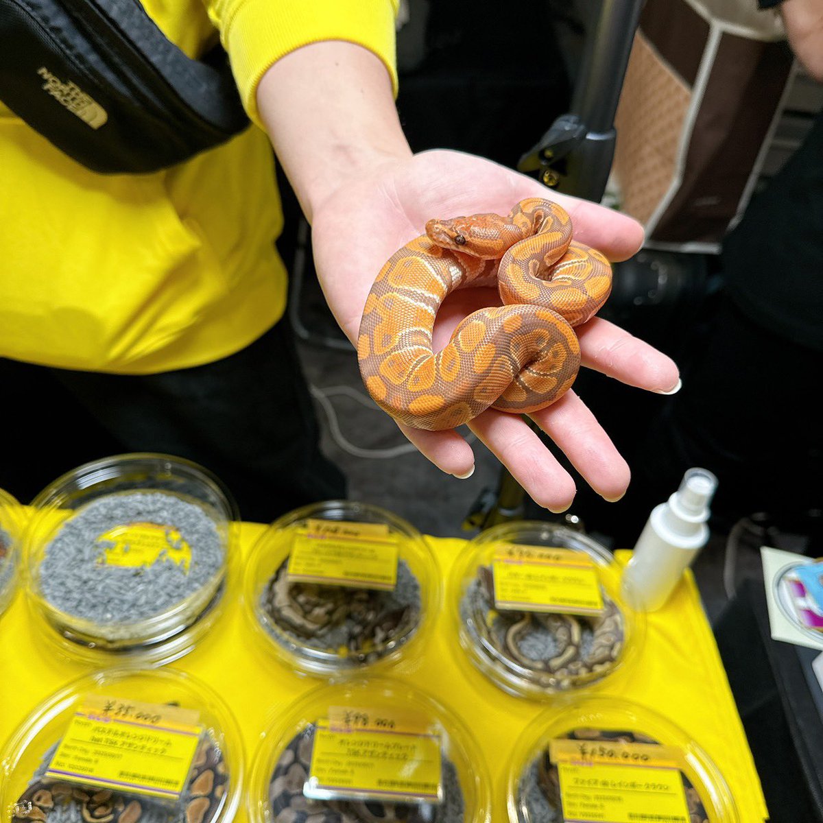 ゆってぃ🌈Rainbow Color Ballpython🌈 tweet media