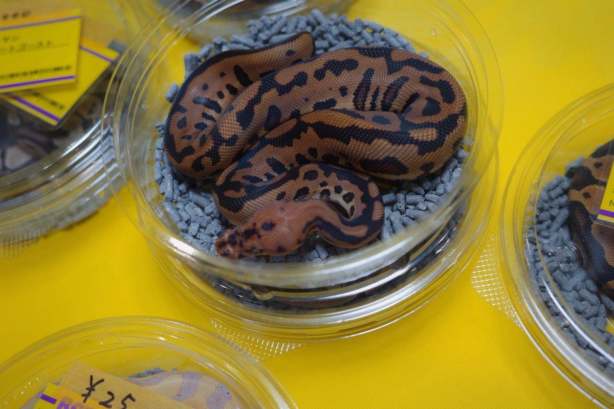 ゆってぃ🌈Rainbow Color Ballpython🌈 tweet media