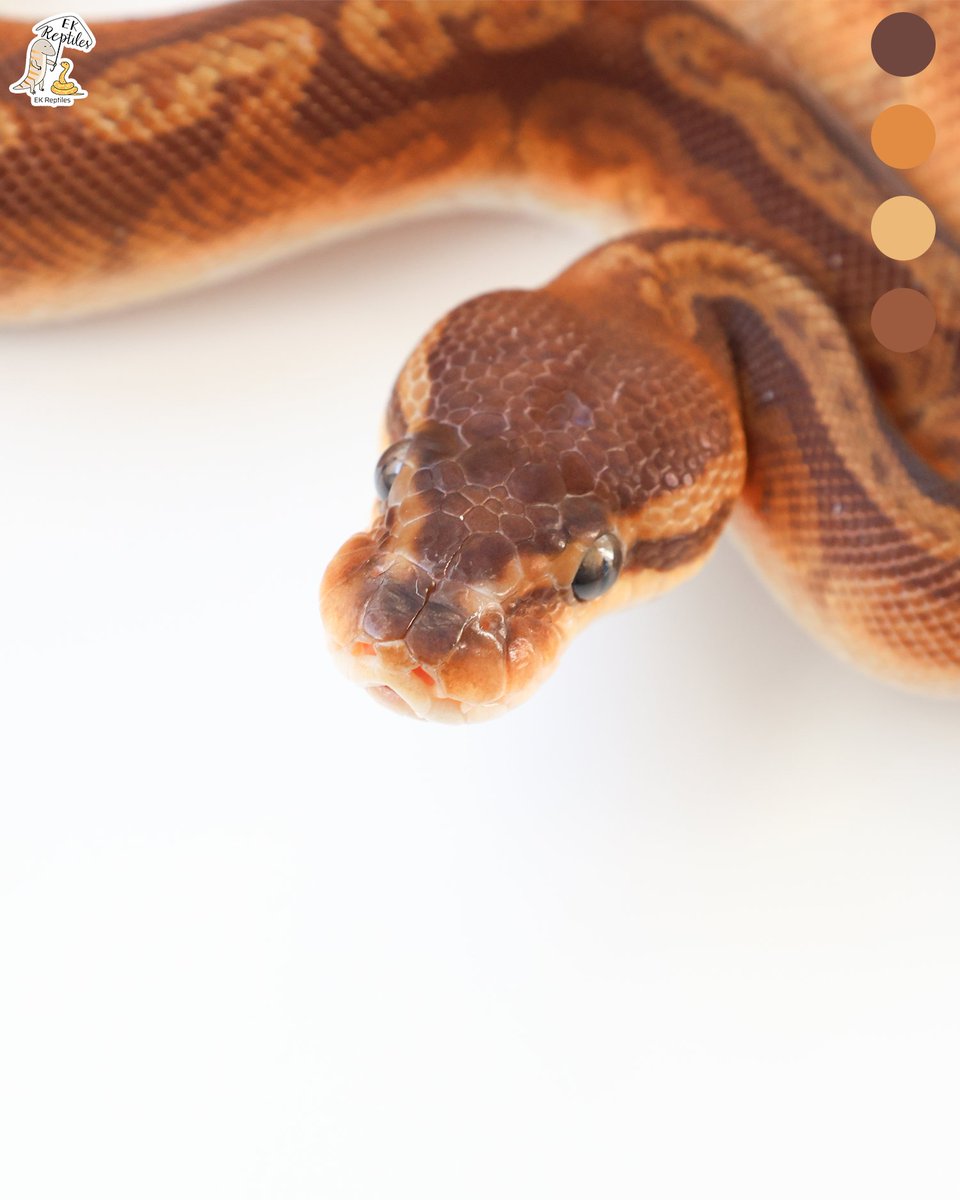 EkReptiles's tweet image. 這算是某種夕陽產業嗎?
⬅️Sunset YB het DG GS
➡️Sunset YB
#pet #ballpython #reptiles #寵物 #球蟒 #爬蟲
