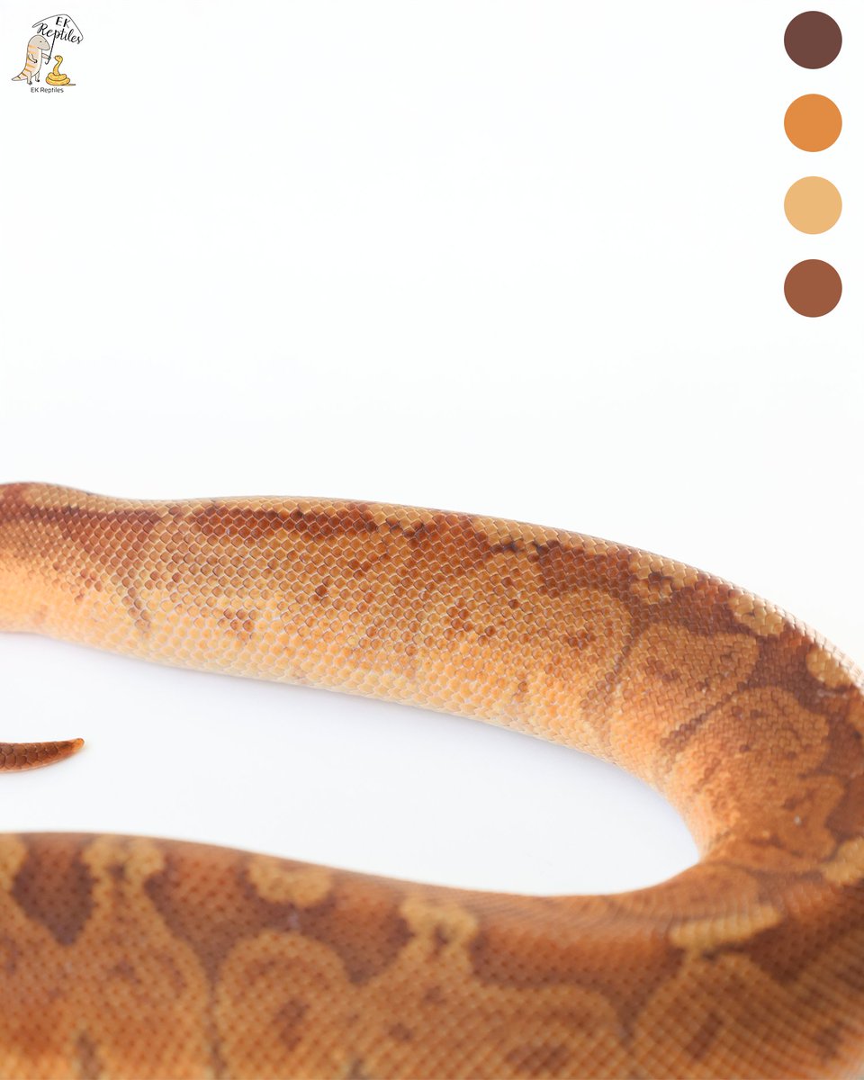 EkReptiles's tweet image. 這算是某種夕陽產業嗎?
⬅️Sunset YB het DG GS
➡️Sunset YB
#pet #ballpython #reptiles #寵物 #球蟒 #爬蟲