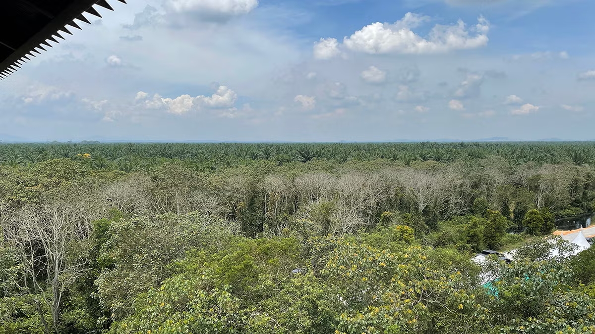 Restoring peatlands takes several steps, including: 

🌊 Building canal blocks
🌱 Tree planting
💧Water level monitoring
🔥🚫 Fire prevention methods

Read about the positive results in the Raja Musa Forest in Malaysia: wrld.bg/ijwT50XG42h