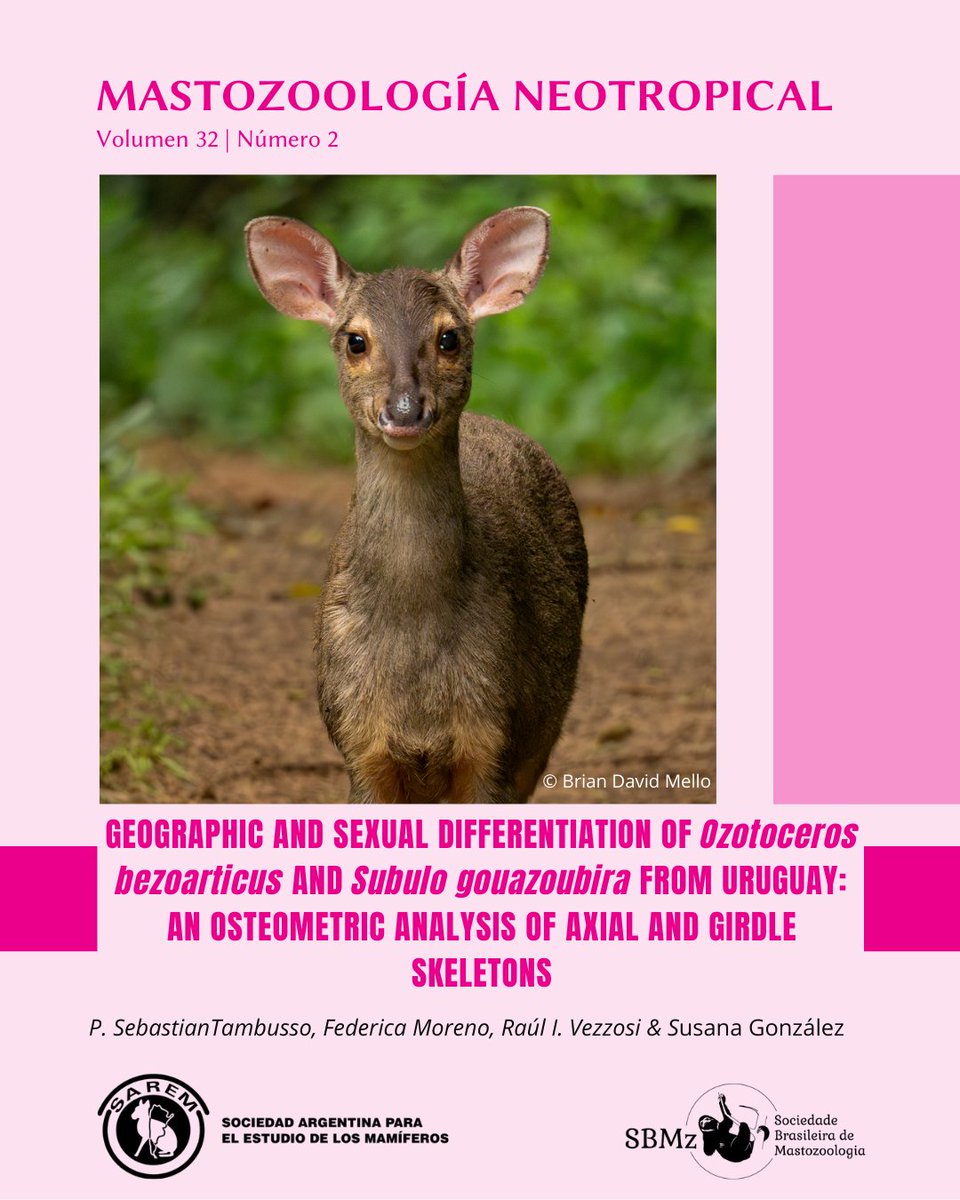 MNeotropical's tweet image. 📢🥳SEMANA de MASTOZOOLOGÍA NEOTROPICAL!!

🦌En el día de hoy te dejamos un dato curioso que aparece en uno de los artículos publicados en nuestra revista!

🤓Para leer el artículo completo, descargalo GRATIS en la web de la revista!
