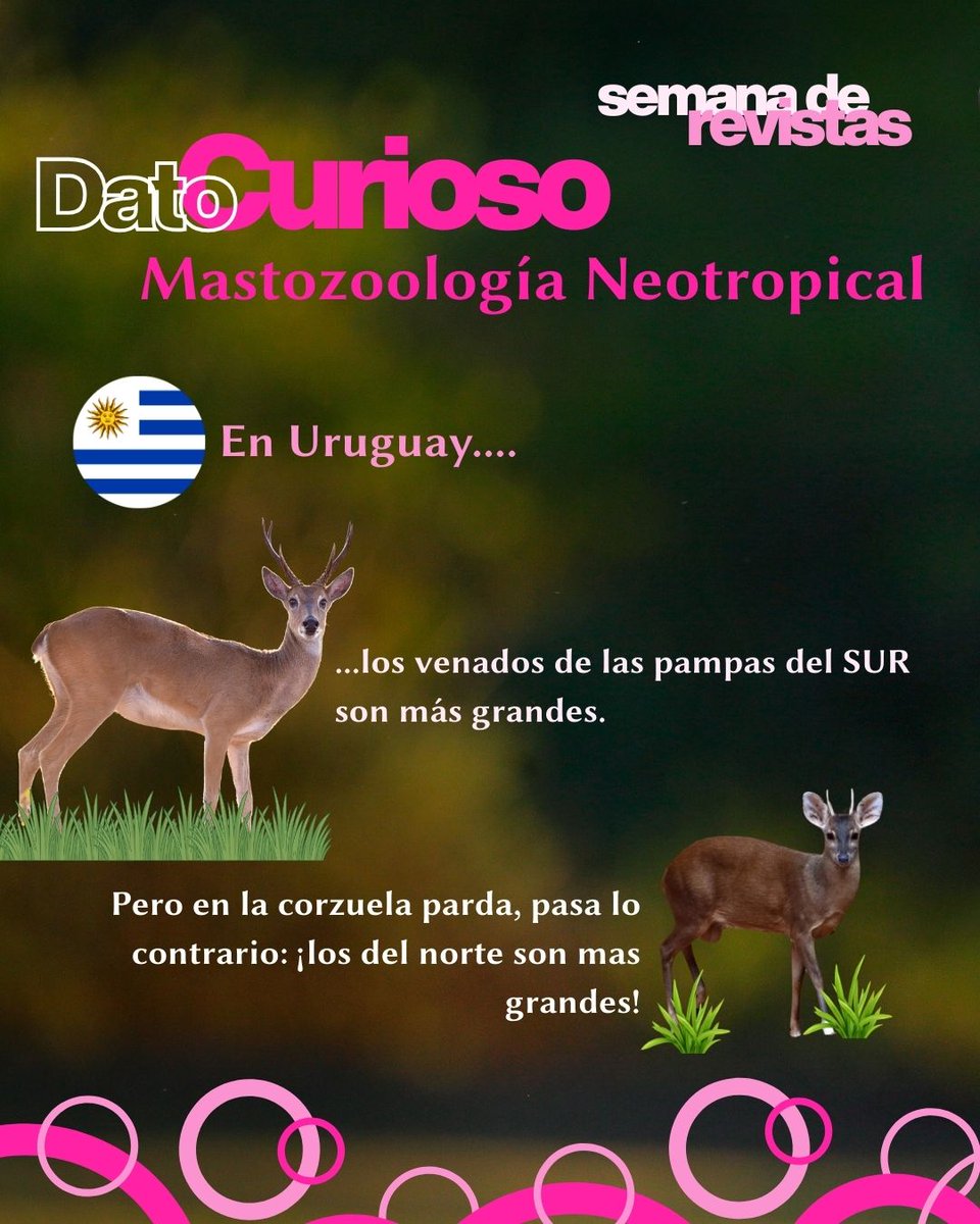 MNeotropical's tweet image. 📢🥳SEMANA de MASTOZOOLOGÍA NEOTROPICAL!!

🦌En el día de hoy te dejamos un dato curioso que aparece en uno de los artículos publicados en nuestra revista!

🤓Para leer el artículo completo, descargalo GRATIS en la web de la revista!