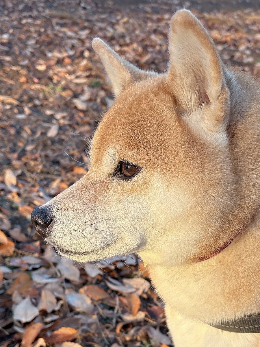 柴犬むぎ (@shiba_inu_mugi) / Posts / X