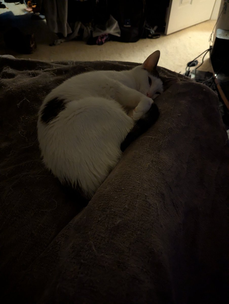Fae is napping between my feet. It's one of her favorite places to sleep. She likes me to have my feet close enough together that she has to squeeze in between them.