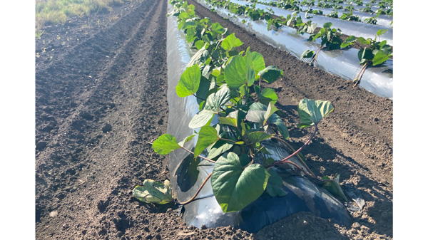 生分解性マルチフィルム「ネイチャーマスター」穴あきタイプ受注開始　昭光通商｜JAcom 農業協同組合新聞 jacom.or.jp/shizai/news/20…