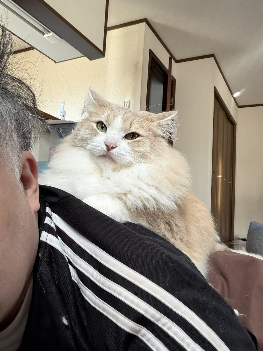 きのぴー きのぴー (@kinokino1230) / Posts / X