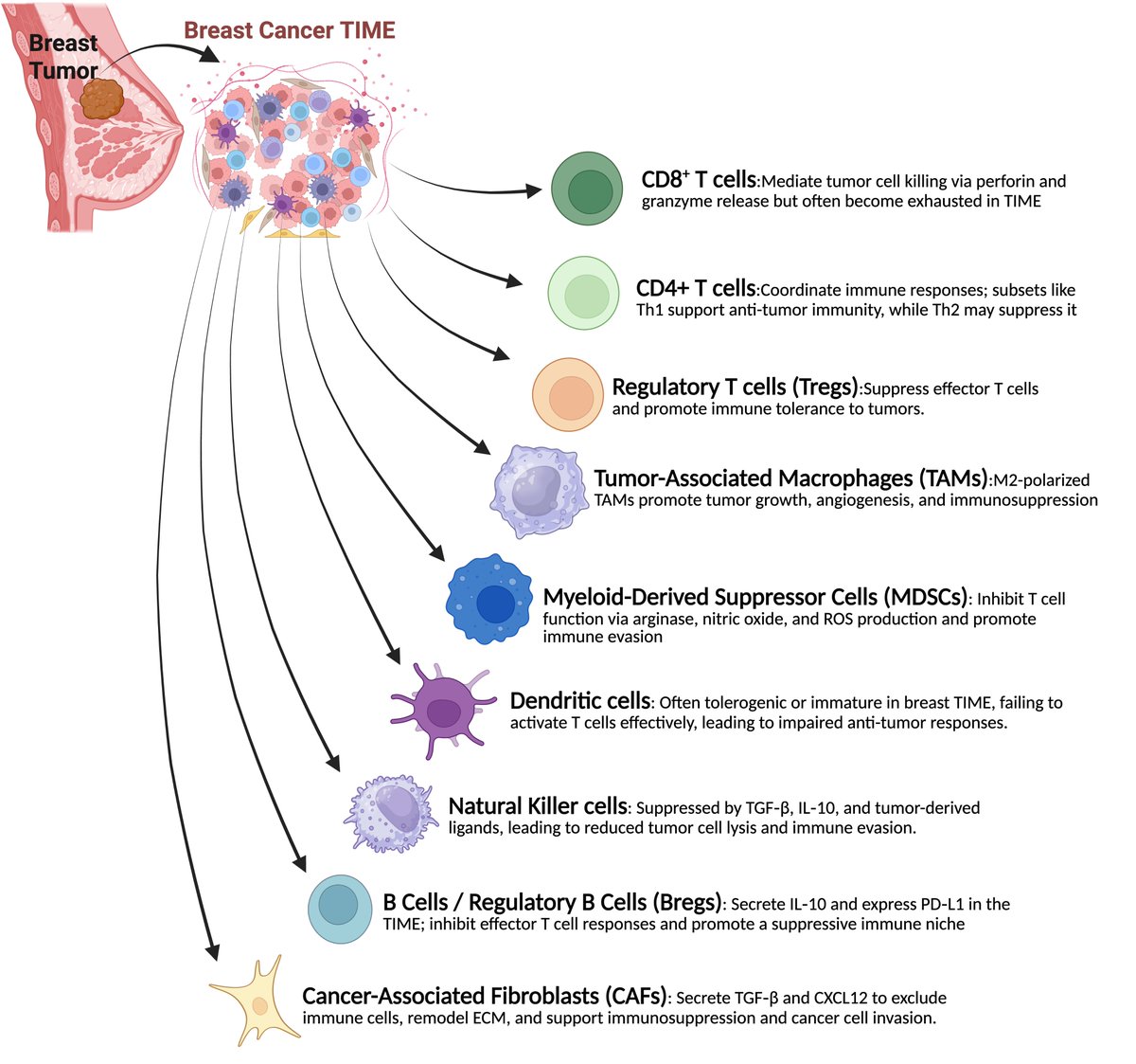 CHP_journal's tweet photo. 🔥 New Review Alert — first paper of CHP Volume 3 (2026)!
A comprehensive look at how breast cancers evade immunity across HR+, HER2+, and TNBC subtypes.
From antigen-presentation loss → checkpoint modulation → building an immunosuppressive TIME.
🧬 Includes 2 figures + 2 comprehensive tables
– Table 1: Subtype-specific TIME features
– Table 2: Clinical strategies targeting immune evasion

Key insight: BC subtypes use distinct TIME ecosystems but converge on shared immune-evasion circuits—shaping responses to immunotherapy.

Authors: Biswajit Das, Charles W. Winterbottom, & Shaheen S. Sikandar @ssikandar
UC Santa Cruz @ucsc 
🔗 https://t.co/3uoK4CNuzn
(Figures 1 & 2 below)